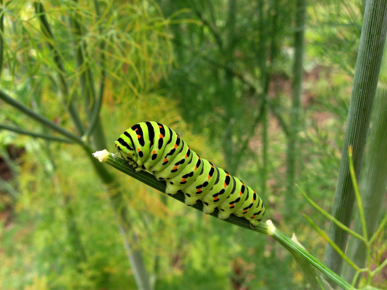 A Caterpillar to represent Diversification